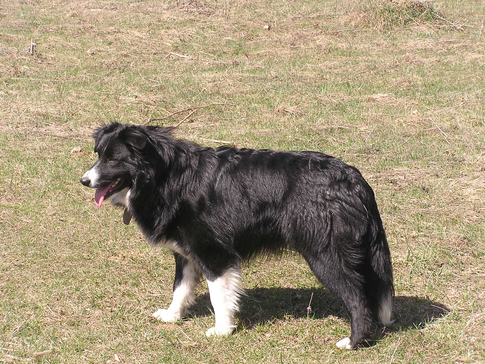 Haka